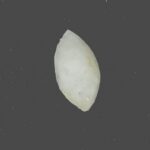 Jadeite Jade MQ cab 0.17 Carats.